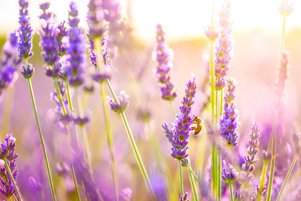 Un campo de lavanda.