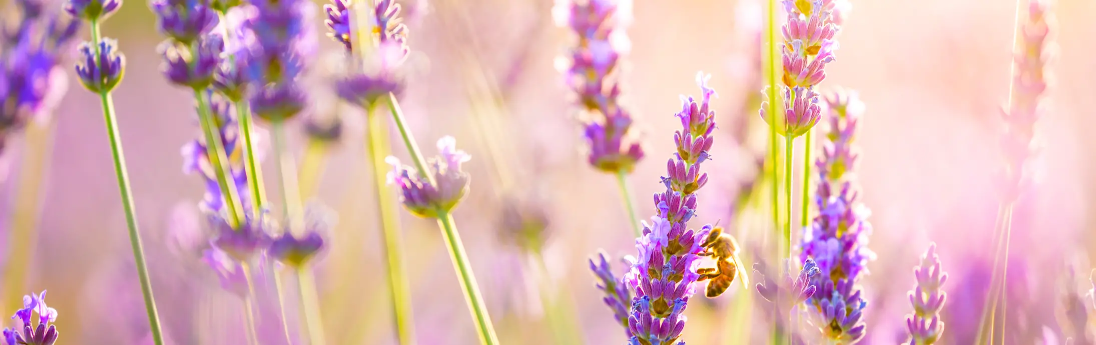 Un campo de lavanda.