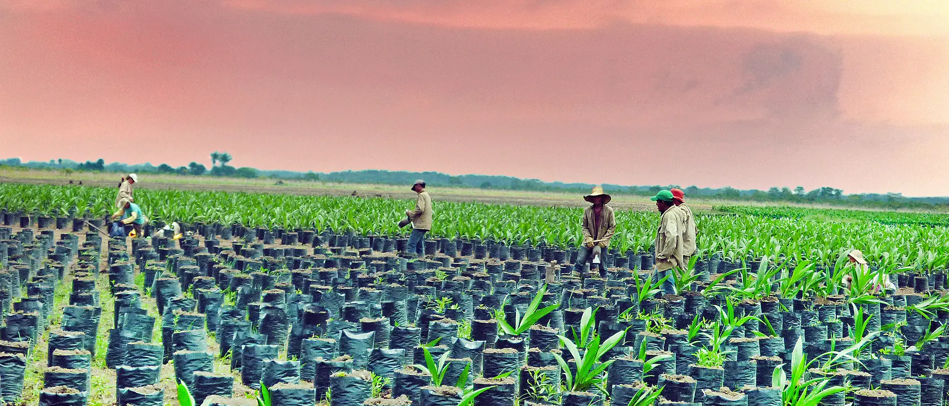 5 productores de aceite de palma de Colombia en un campo con árboles jóvenes